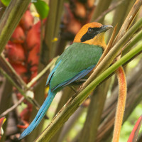 Rufous Motmot